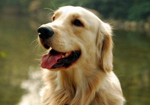 金毛狗粮的特点介绍