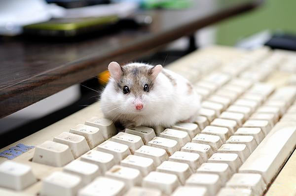 仓鼠疾病防治的注意事项