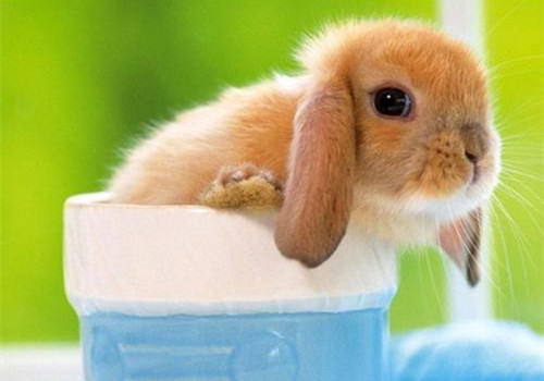 影响垂耳兔寿命的因素有哪些？