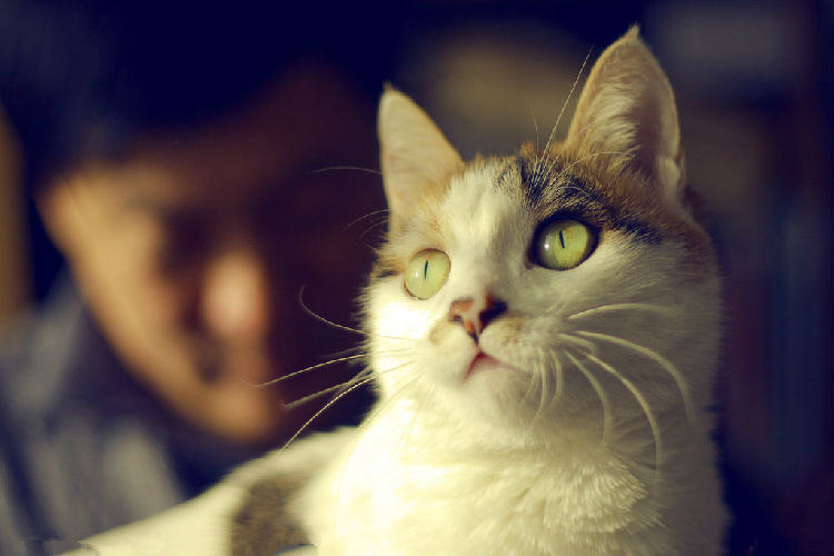 你了解猫咪表达喜爱的方式吗