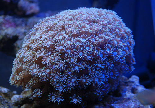 圆帽珊瑚饲养方法