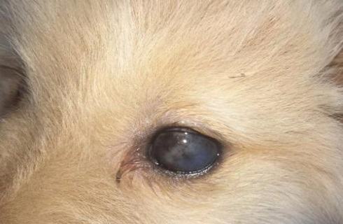 犬角膜炎的症状及治疗方法