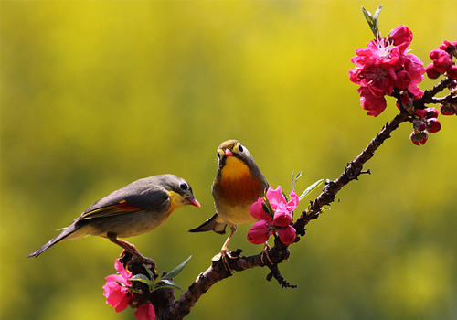 如何让观赏鸟平安度过换羽期