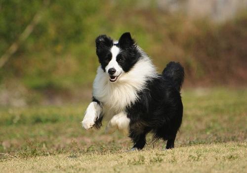常见的长毛大型犬都有哪些品种? 常见的长毛大型犬都有哪些品种?
