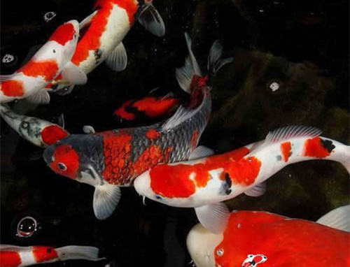 给锦鲤换水的注意事项