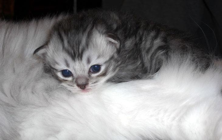 关于褴褛猫的介绍
