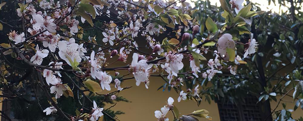 桃花