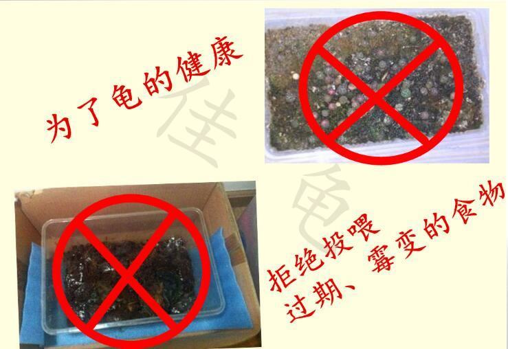 你知道什么情况下会导致龟肠胃炎吗? 你知道什么情况下会导致龟肠胃炎吗?