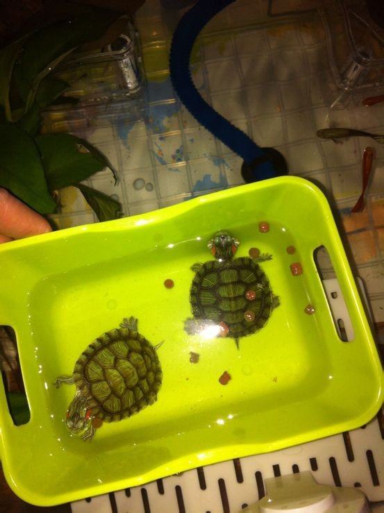 宿舍宠物水龟饲养指南之第二部分