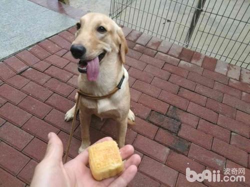 狗狗龇牙咧嘴护食怎么办？