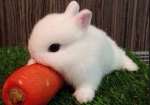 兔常见皮肤病的预防处理 兔常见皮肤病的预防处理