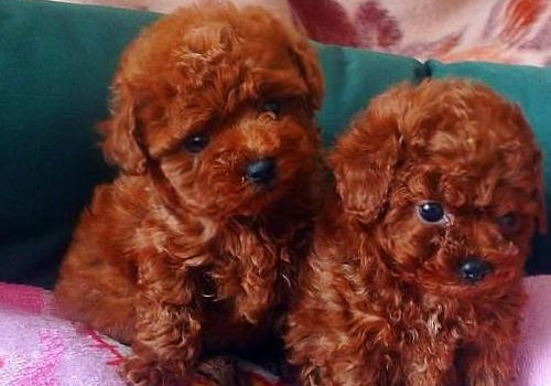 哪些情况会造成红贵宾鼻子及被毛变色 哪些情况会造成红贵宾鼻子及被毛变色