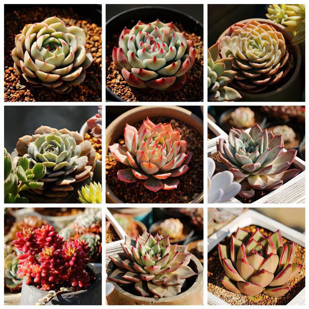 来玩多肉拼图啦！以后记得这样给多肉植物拍照才更有成就感
