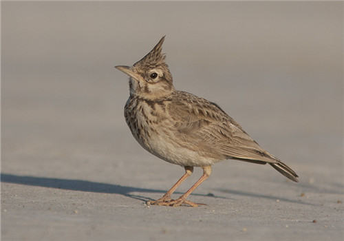 凤头百灵的外形特点