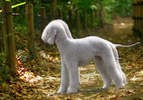 向狗狗表达爱的方式有哪些