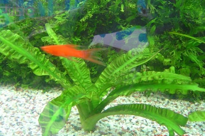 热带水草的饲养条件 热带水草的饲养条件