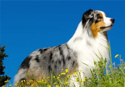澳大利亚牧羊犬的品种简介