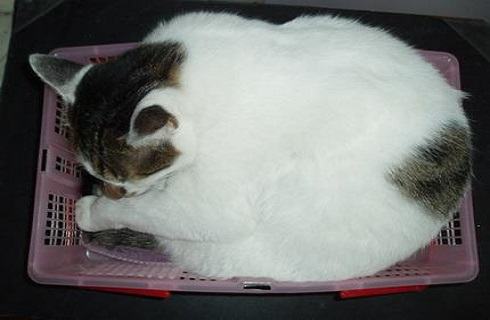 怎么帮猫减肥?猫咪减肥方法 怎么帮猫减肥?猫咪减肥方法
