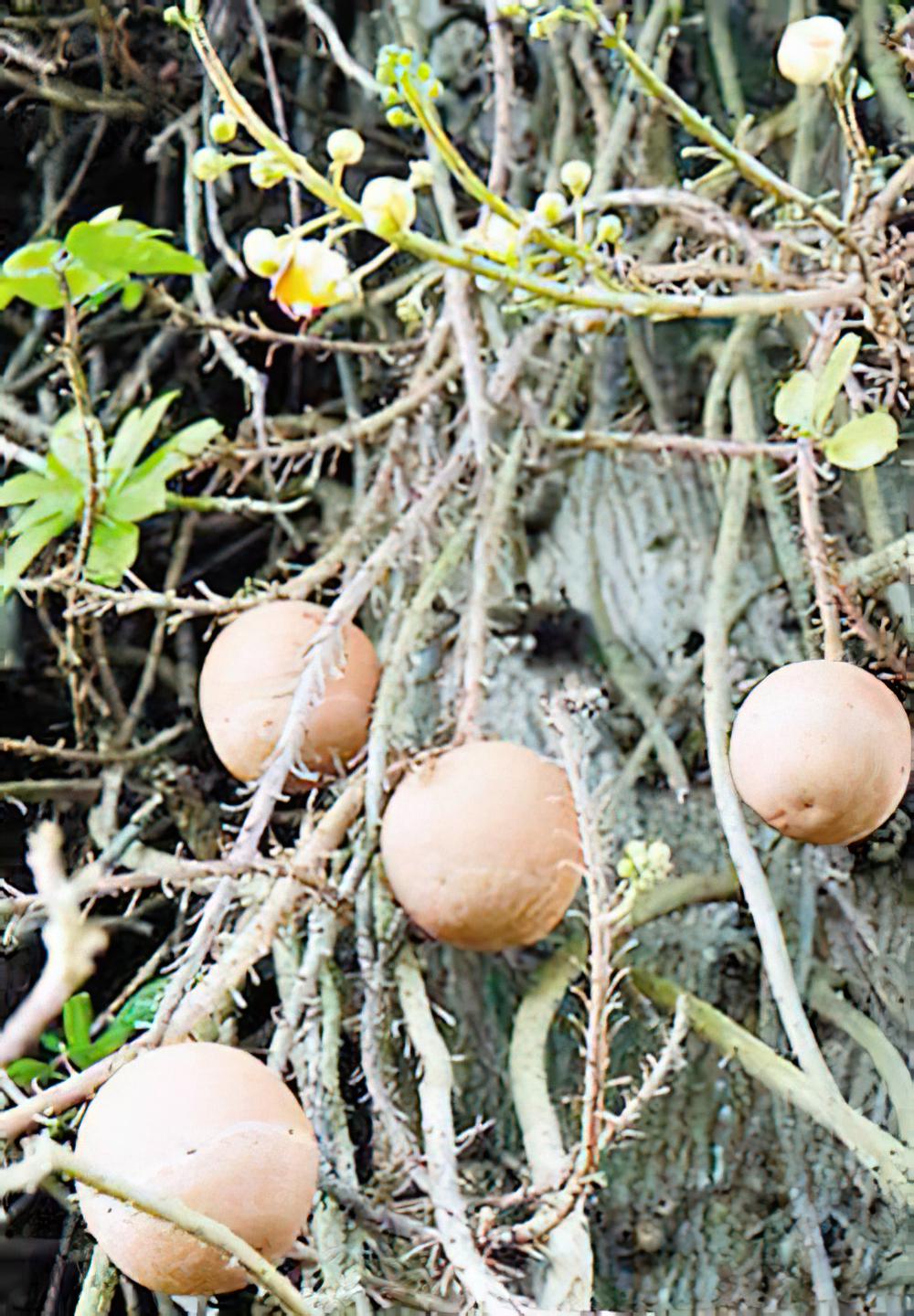 加勒比：奇异‘炮弹树’果子成熟会冒白烟