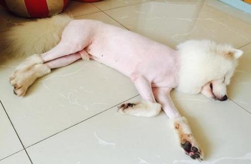 夏天热了把狗毛剃掉对吗？