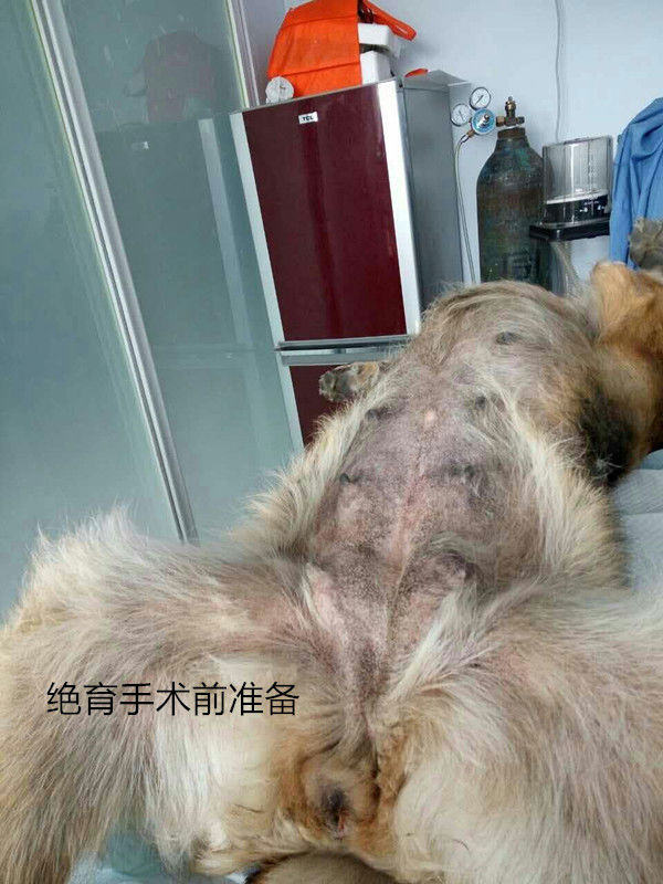 犬几种病例的伤口处理