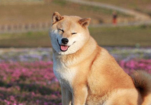 柴犬饲养的这些注意事项你都知道吗? 柴犬饲养的这些注意事项你都知道吗?