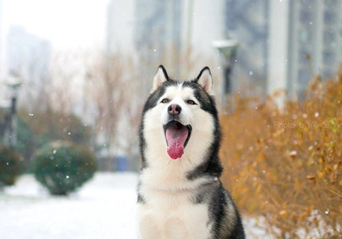 狗狗不同叫声的意思