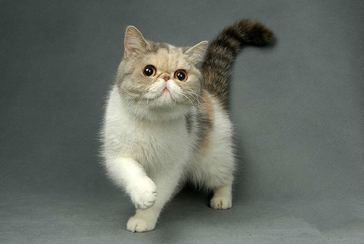 防止猫咪中暑的方法