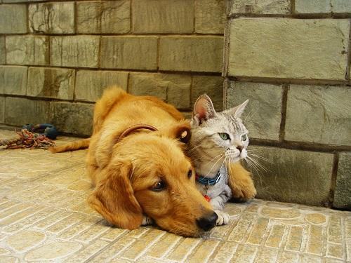 狗狗为什么喜欢追猫