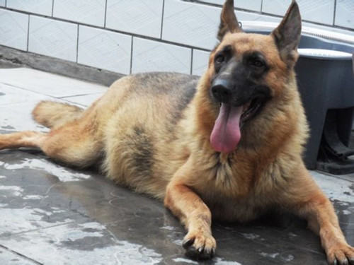 德国牧羊犬的训练时间及训练方法
