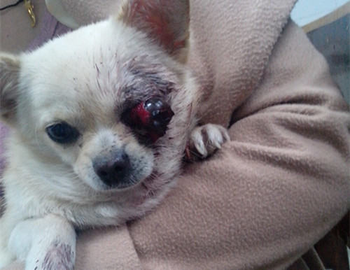 犬眼部损伤的原因和处理 犬眼部损伤的原因和处理