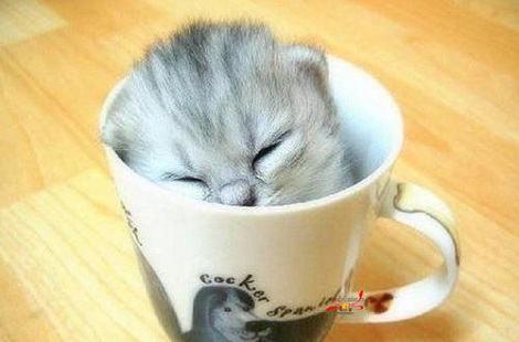 猫咪一直吃不胖怎么办?有什么好办法增胖。 猫咪一直吃不胖怎么办?有什么好办法增胖。