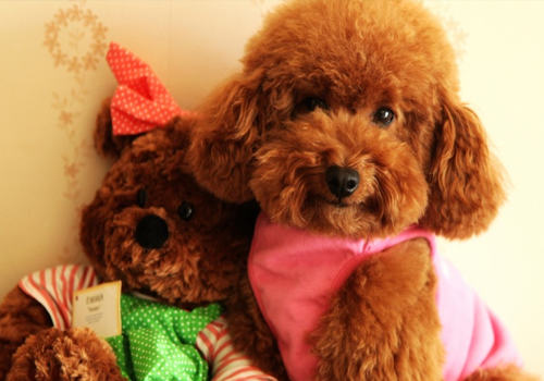 泰迪犬好养吗