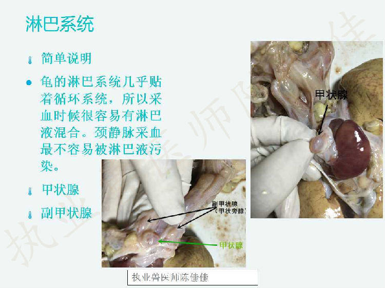 龟的消化系统、循环系统、淋巴系统介绍
