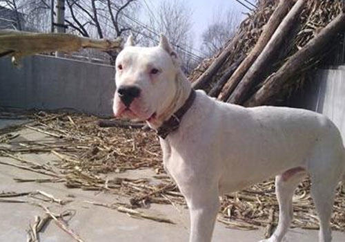 杜高犬拉稀是什么原因? 杜高犬拉稀是什么原因?