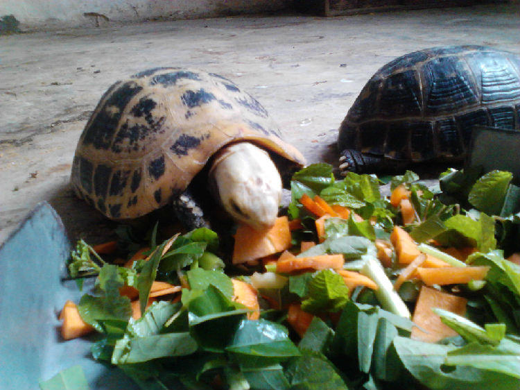 缅甸陆龟冬眠的个人经验