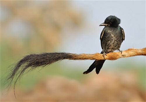 黑卷尾的生活环境