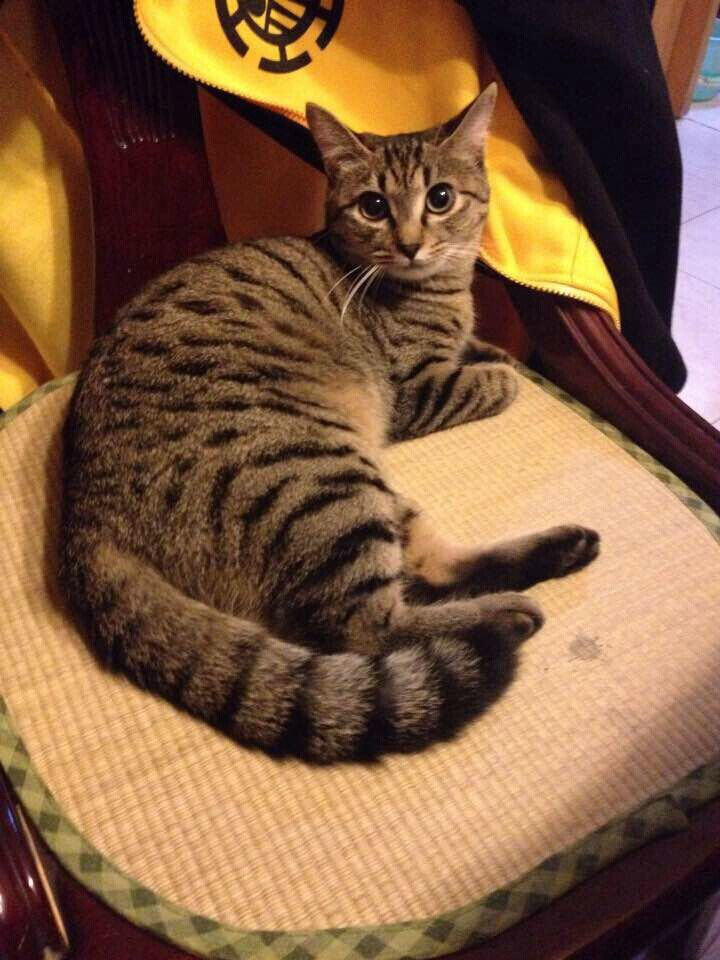 猫奴必须关注的几件事之半夜猫叫 猫奴必须关注的几件事之半夜猫叫