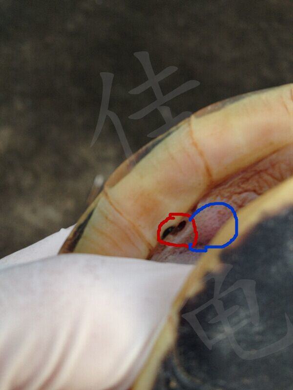 你知道宠物龟什么时候适合出院吗？