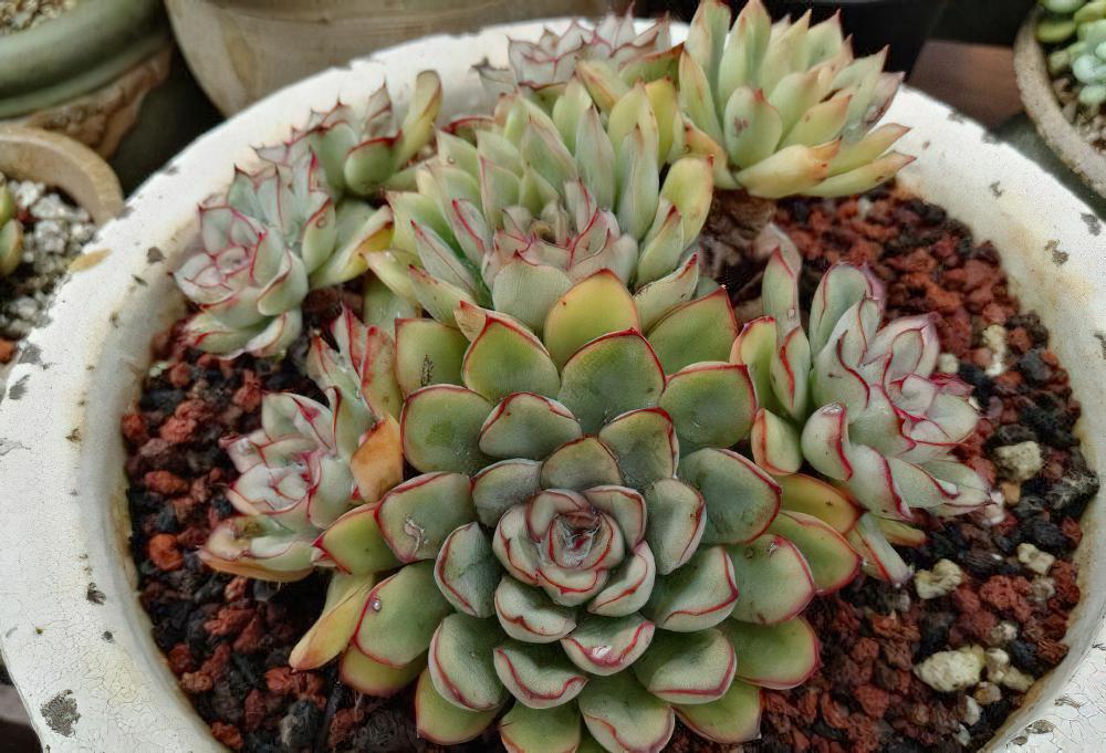 秋天已经过半 ，现在这时节来秀秀我的肉肉该不讨恨了吧？