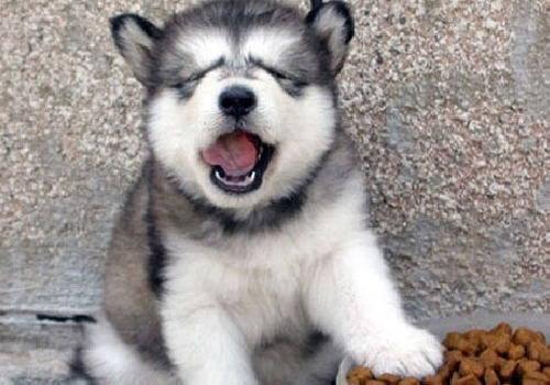 如何改善狗狗牙垢问题