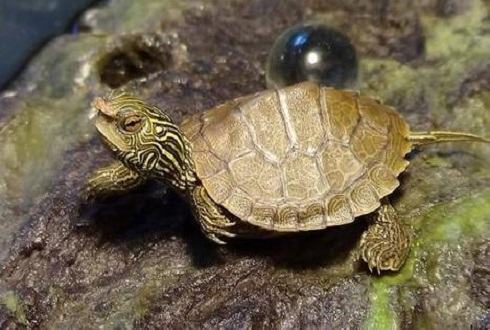 乌龟四肢无力怎么办？乌龟四肢无力的原因有哪些？