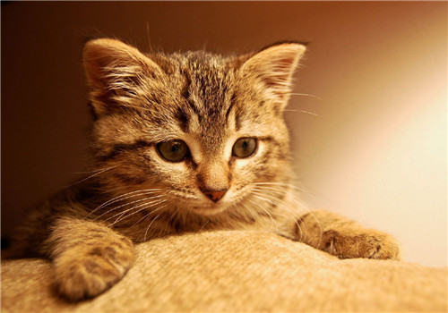 猫爬架的常见款式及特点介绍