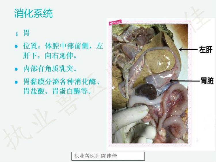 龟的消化系统、循环系统、淋巴系统介绍