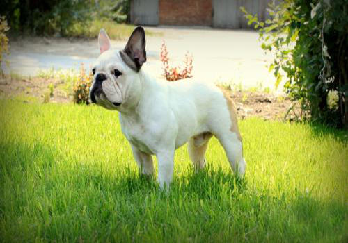 怎样挑选一只纯种的法国斗牛犬？