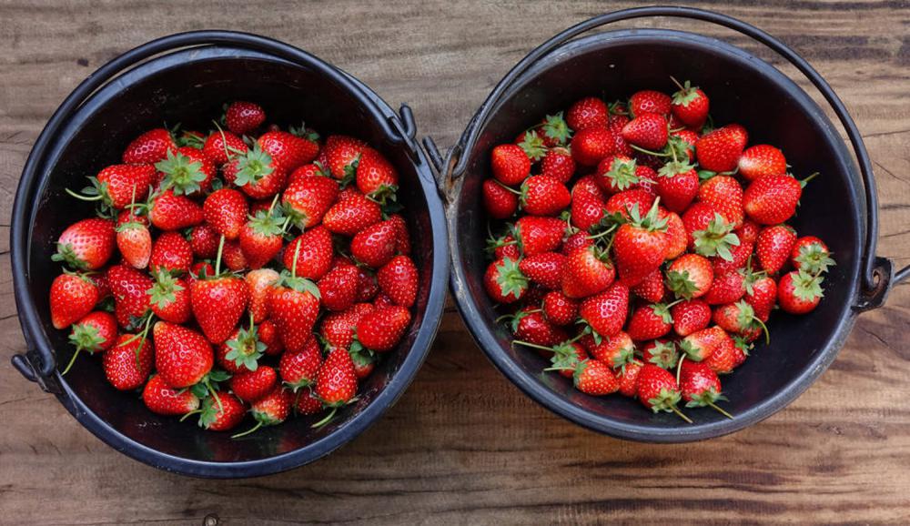 草莓盆栽夏季怎么养护