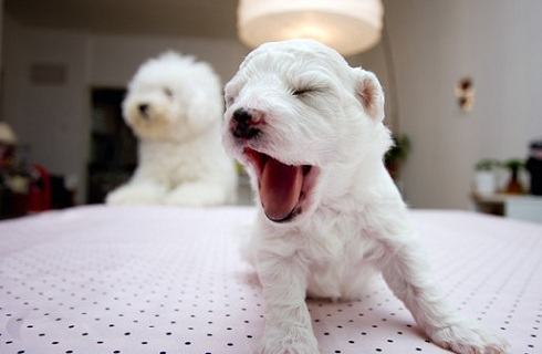 如何培养狗狗良好的生活习惯? 如何培养狗狗良好的生活习惯?