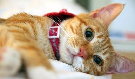 失明猫咪照顾守则