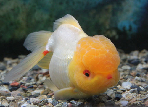 从鱼鳍和体色挑选金鱼