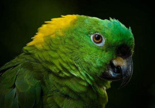 感染结核病的鹦鹉有哪些症状